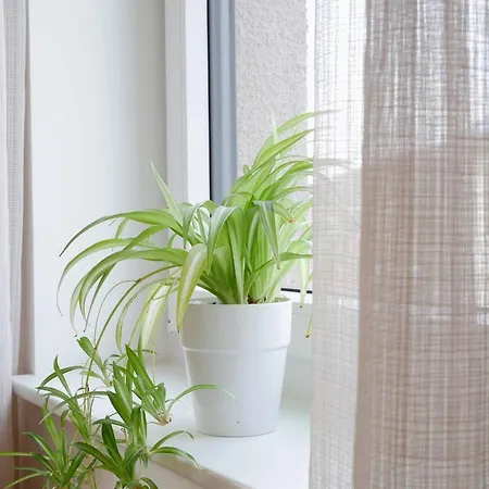 Dorfleben * Vogtsburg im Kaiserstuhl