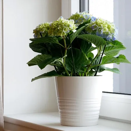 Dorfleben Appartement *