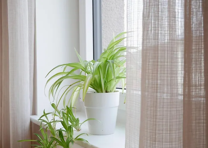 Dorfleben * Vogtsburg